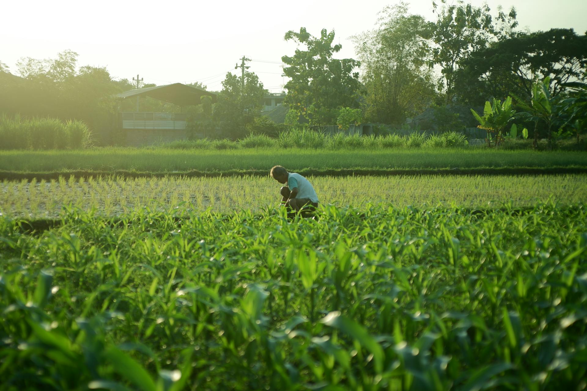 Coremango Agri Investments